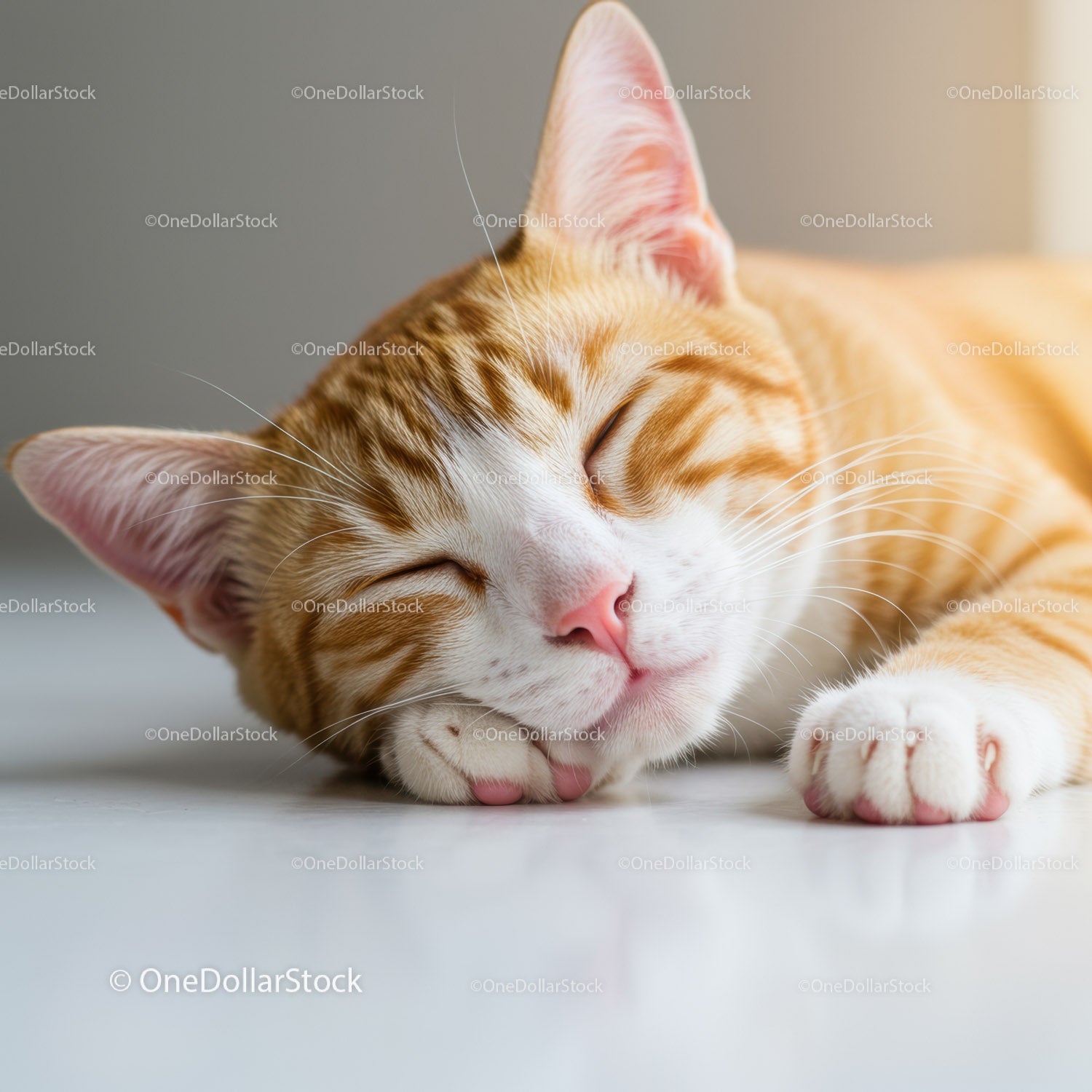 Calm ginger cat peacefully sleeping on smooth floor