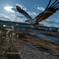 Majestic Eagle in Flight Over Nature Scene with Blue Sky