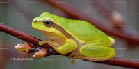 Vibrant Green Frog Sitting on Tree Branch in Natural Habitat