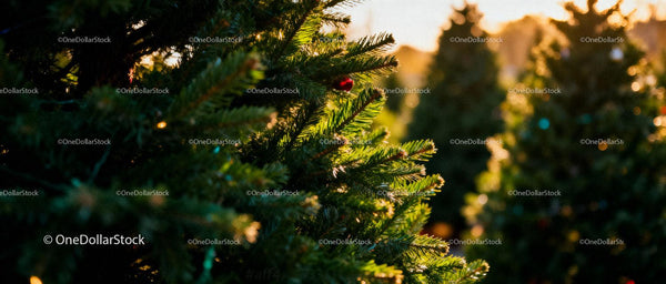 Closeup of Festive Christmas Trees in Warm Sunset Light