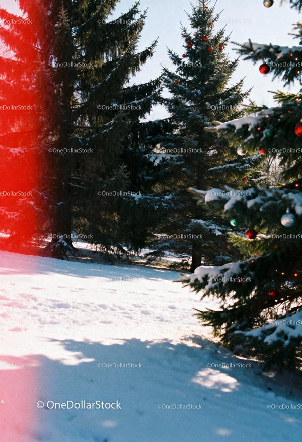 Snowy landscape with decorated Christmas pine trees