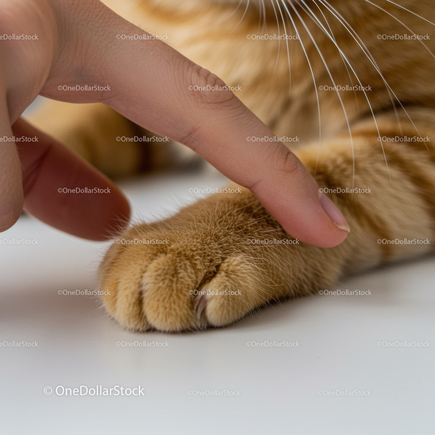 Gentle Touch Between Human Finger and Cat Paw