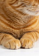 Close Up of Ginger Cat Front Paws and Fur Texture
