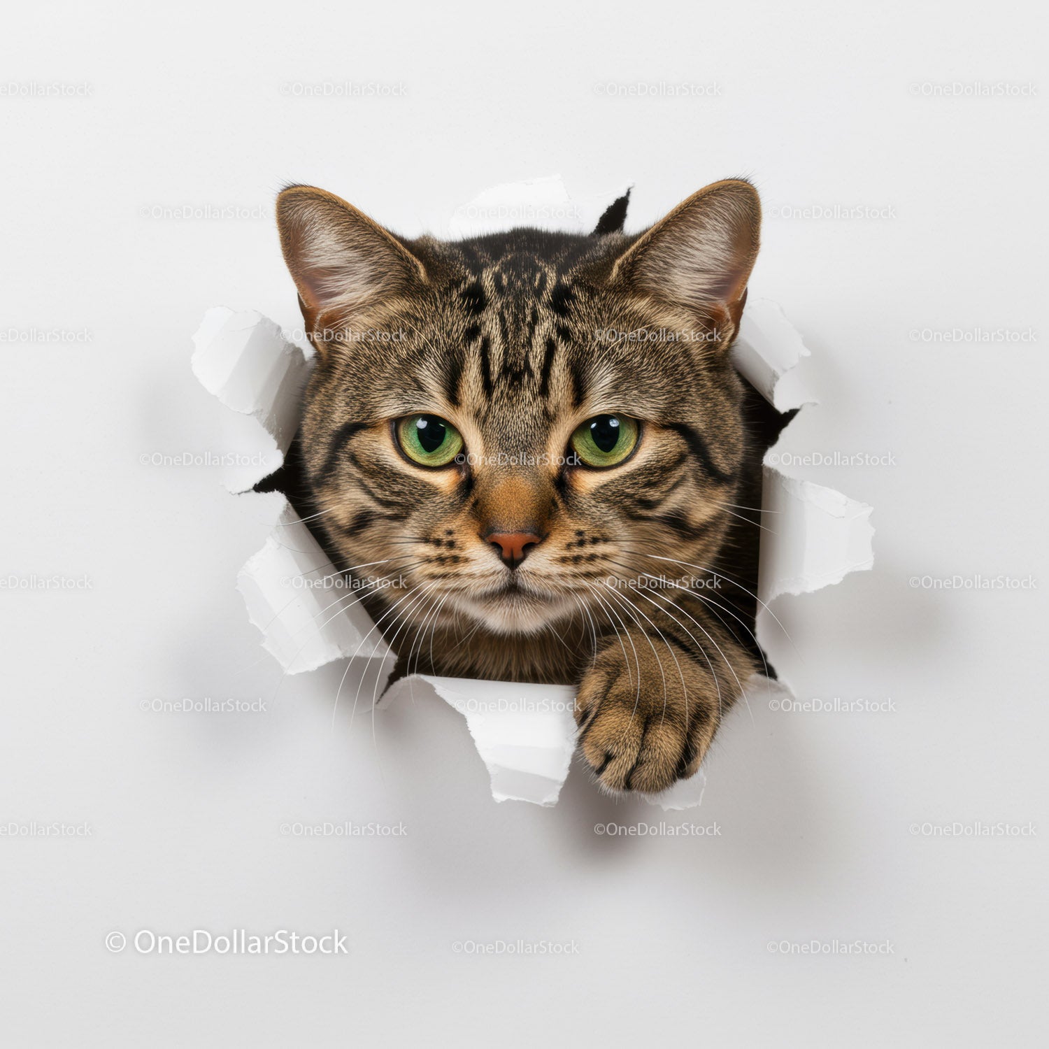 Curious tabby cat peeking through torn white paper