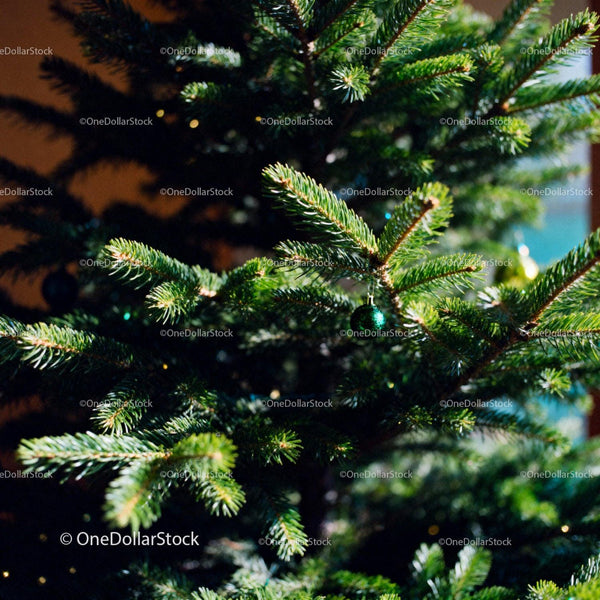 Closeup of natural Christmas tree branch with green bauble