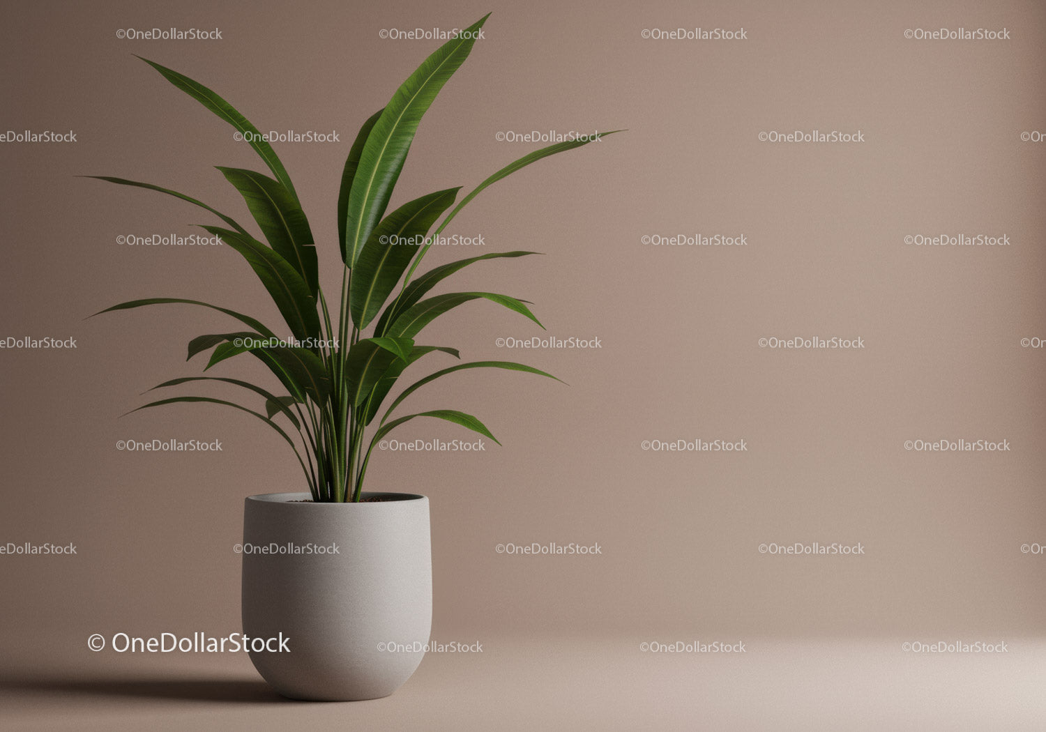 Indoor Green Plant in White Pot with Lush Foliage for Modern Interior