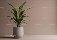 Indoor Green Plant in White Pot with Lush Foliage for Modern Interior