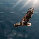 Majestic Bald Eagle in Flight Over Natural Skies
