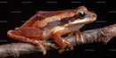 Brown and Orange Tree Frog on Branch in Natural Environment