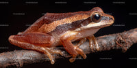 Brown and Orange Tree Frog on Branch in Natural Environment