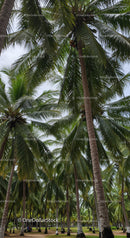 Tall Palm Trees in Tropical Park with Lush Green Foliage