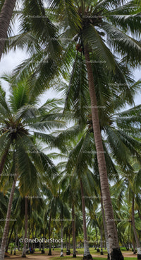 Tall Palm Trees in Tropical Park with Lush Green Foliage