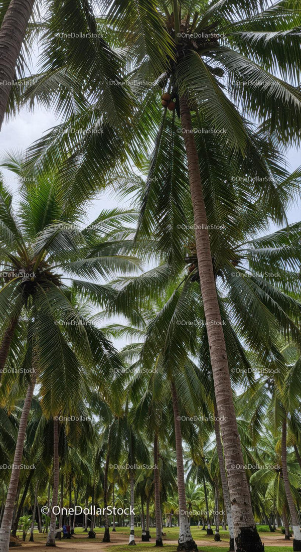 Tall Palm Trees in Tropical Park with Lush Green Foliage