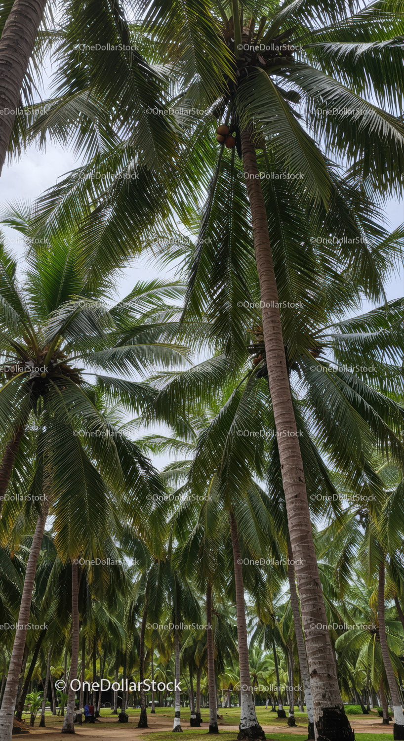 Tall Palm Trees in Tropical Park with Lush Green Foliage