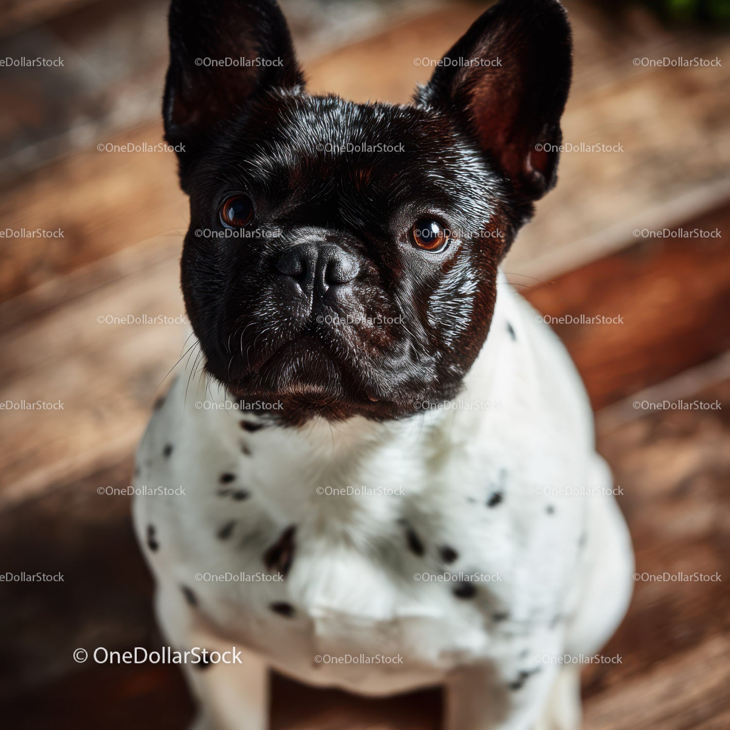 Cute French Bulldog Puppy with Expressive Eyes and Fluffy Coat