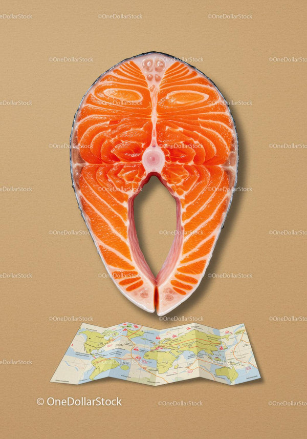 Fresh salmon steak with a folded world map below