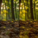outdoor photography edit with Forest Glow Autumn Lightroom presets