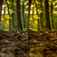 outdoor photography edit with Forest Glow Autumn Lightroom presets