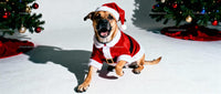 Happy Dog Wearing Santa Costume Near Christmas Trees