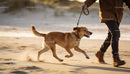 Energetic dog running on beach with owner in sunlight