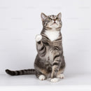Playful tabby cat raising paw with curious gaze