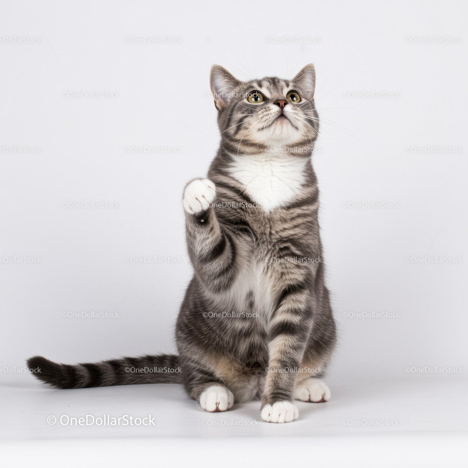 Playful tabby cat raising paw with curious gaze