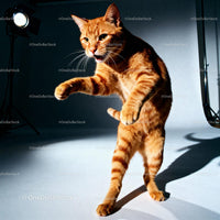 Playful ginger cat standing and reaching out in studio