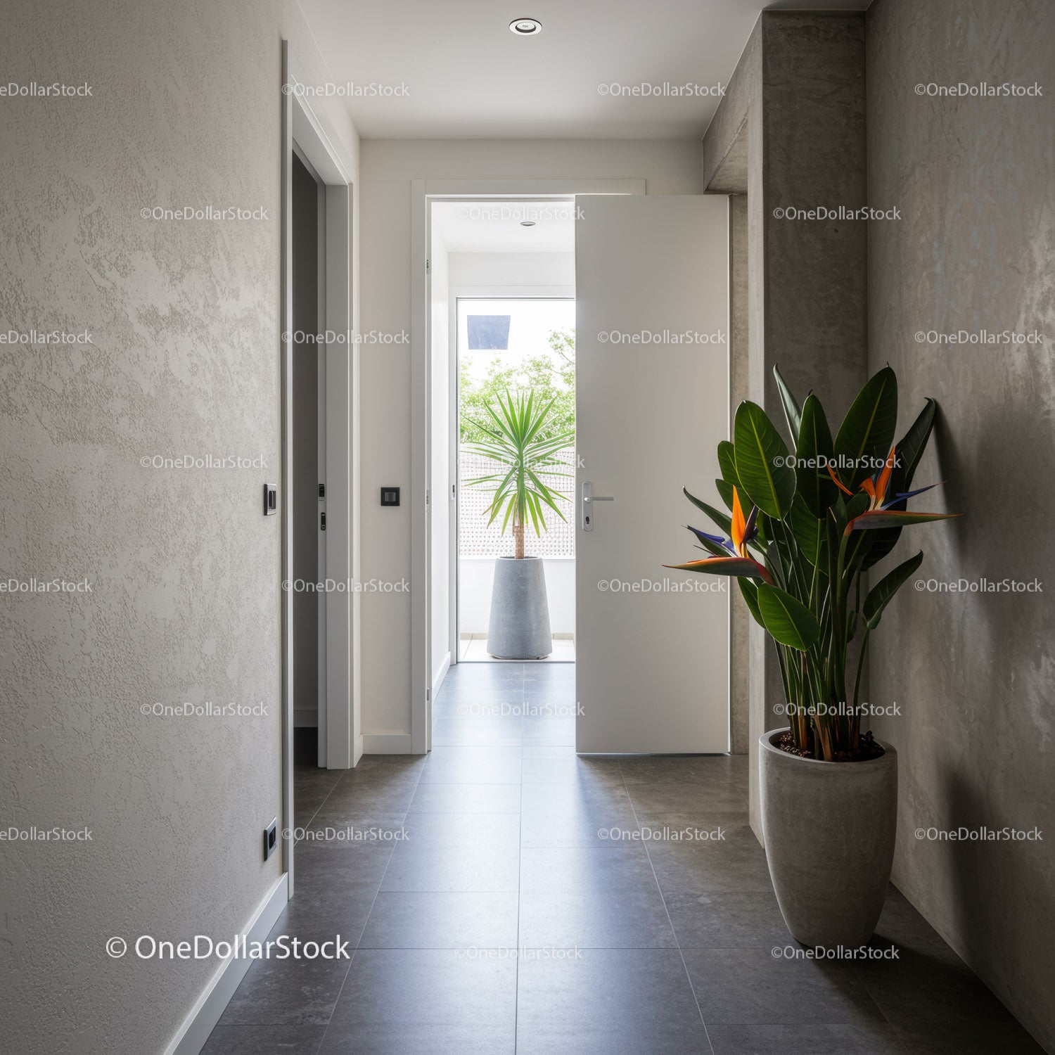 Modern Minimalist Hallway with Indoor Plants and Natural Light