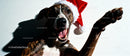 Happy dog wearing Santa hat celebrating Christmas joy