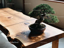 Miniature bonsai tree on rustic wooden table
