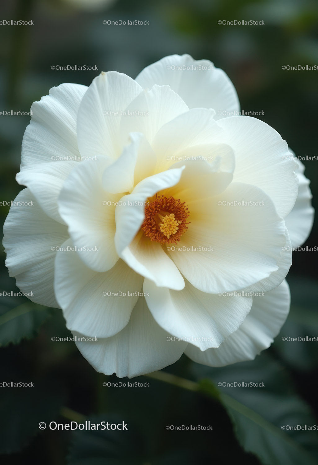 Elegant White Peony Bloom with Vibrant Orange Stamens