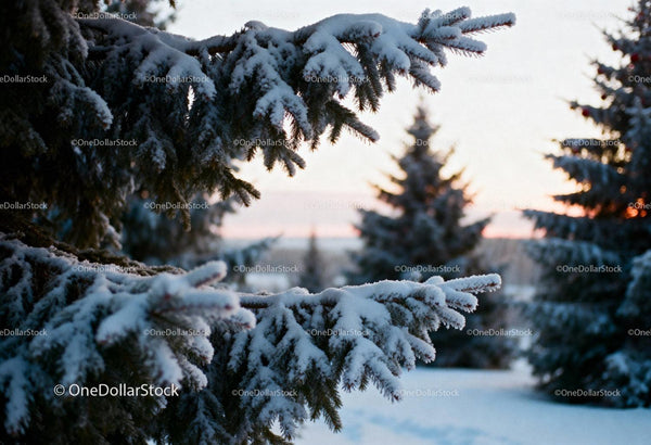 Snow-covered pine branches at tranquil winter sunset