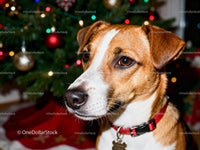 Thoughtful dog wearing collar near decorated Christmas tree