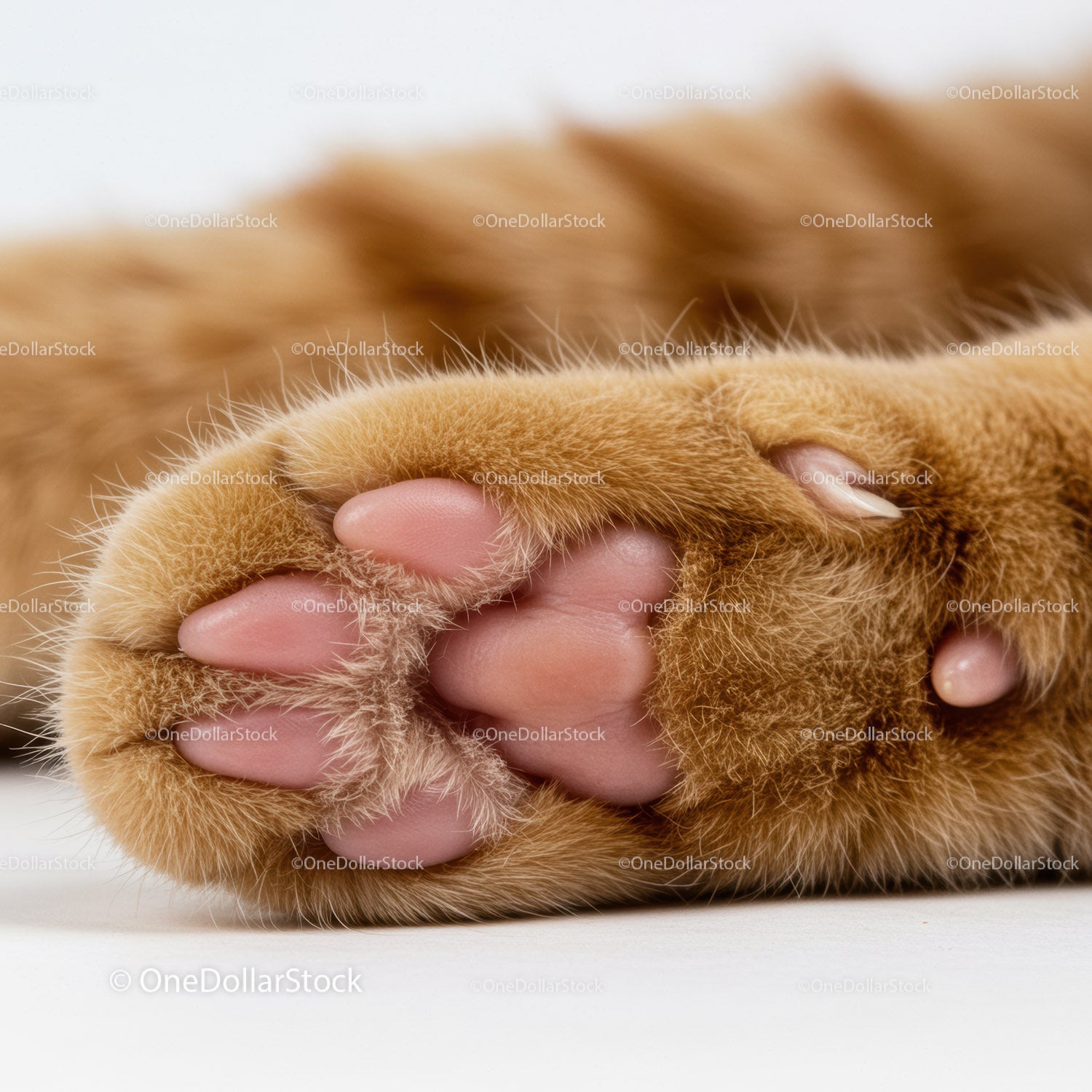 Close up of a cat's soft paw with pink pads