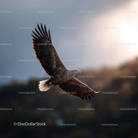 Majestic Bald Eagle Soaring in Sunset Sky Over Wilderness