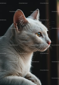 White cat gazing thoughtfully out of window