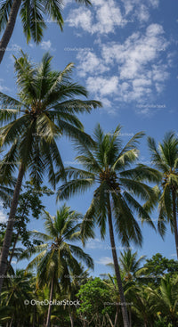 Tropical Palm Trees and Blue Sky in a Lush Scenic Landscape