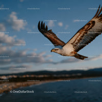 Osprey Soaring in Sky Over Mountain Range