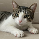 Close up of curious tabby cat relaxing indoors