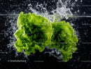 Fresh Green Lettuce Leaves Falling into Water Creating Splash