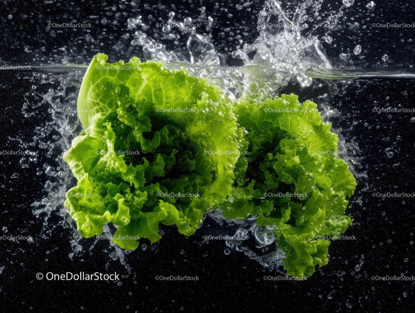 Fresh Green Lettuce Leaves Falling into Water Creating Splash