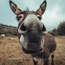 Close-Up of a Curious Goat's Face on a Rural Farm