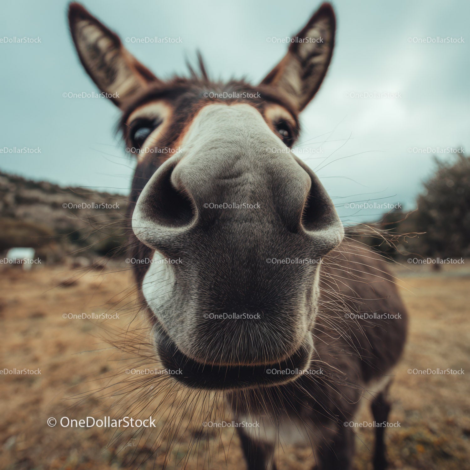 Close-Up of a Curious Goat's Face on a Rural Farm