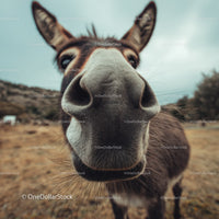Close-Up of a Curious Goat's Face on a Rural Farm