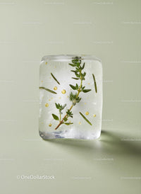 Herbs Frozen Inside Clear Ice Cube on Soft Background
