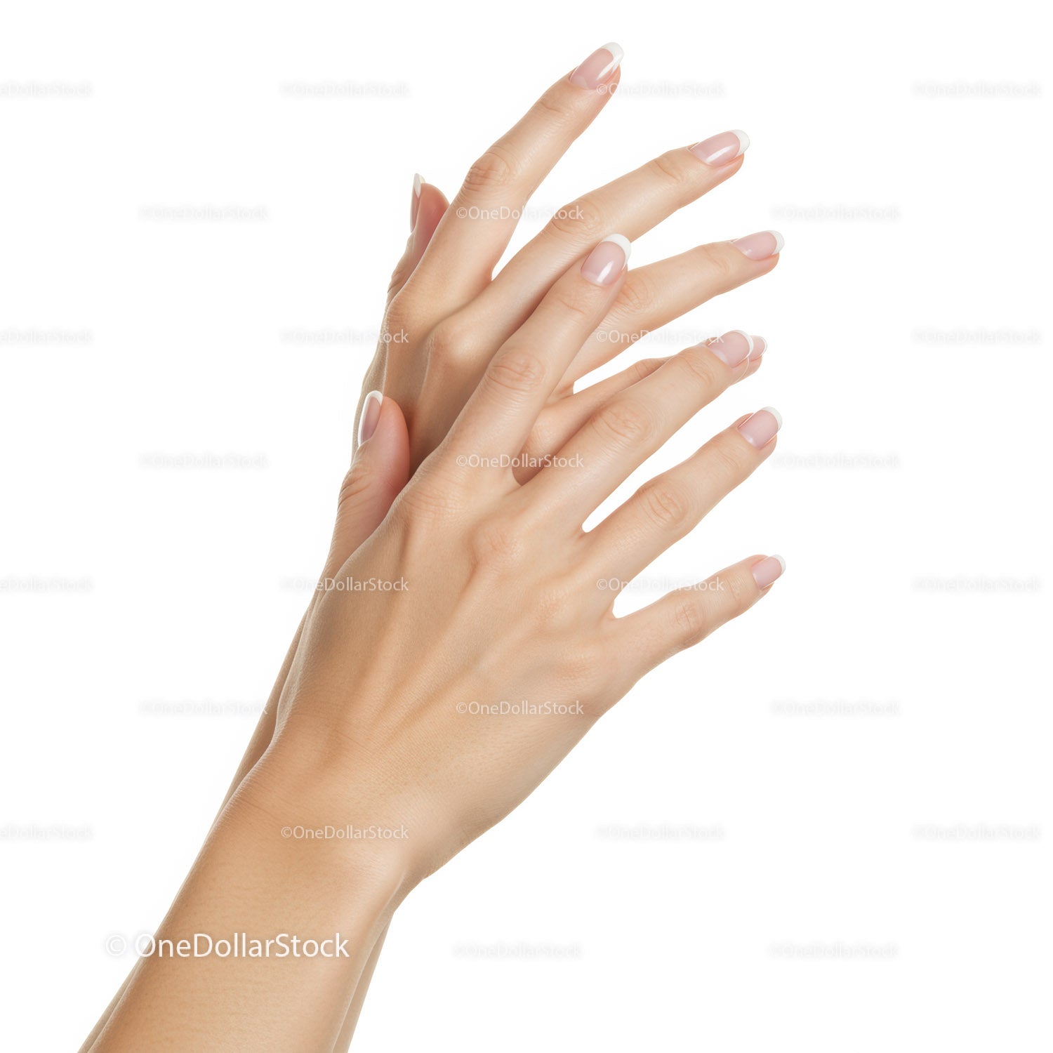 Well manicured female hands with French manicure