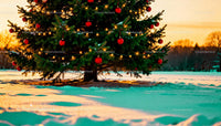 Decorated Christmas Tree Illuminated by Sunset Light