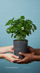 Diverse Hands Sharing Green Potted Plant Against Blue