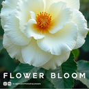 Flower Bloom Lightroom presets cover preview