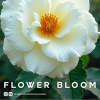 Flower Bloom Lightroom presets cover preview